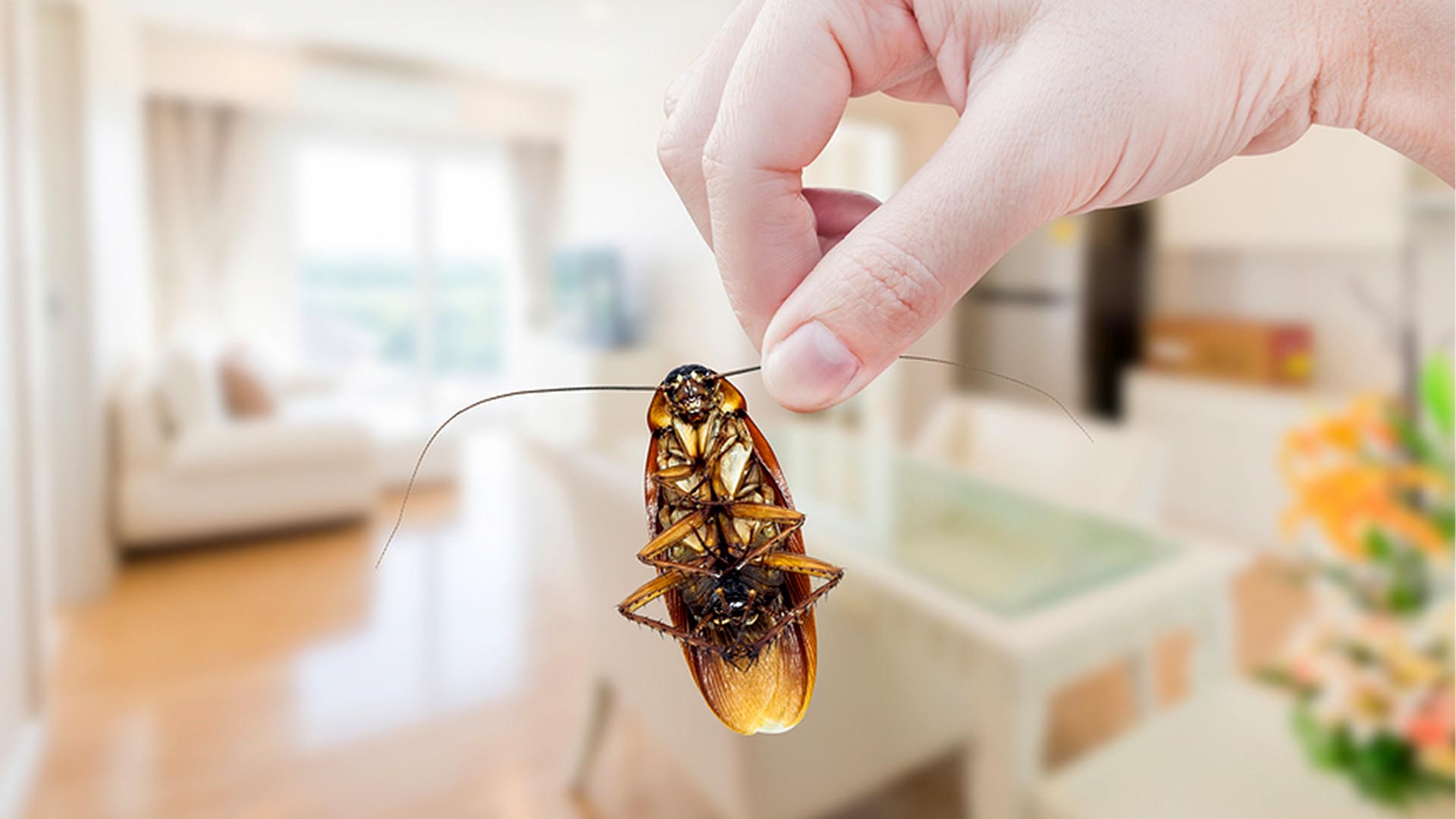 best cockroach control services in dhaka