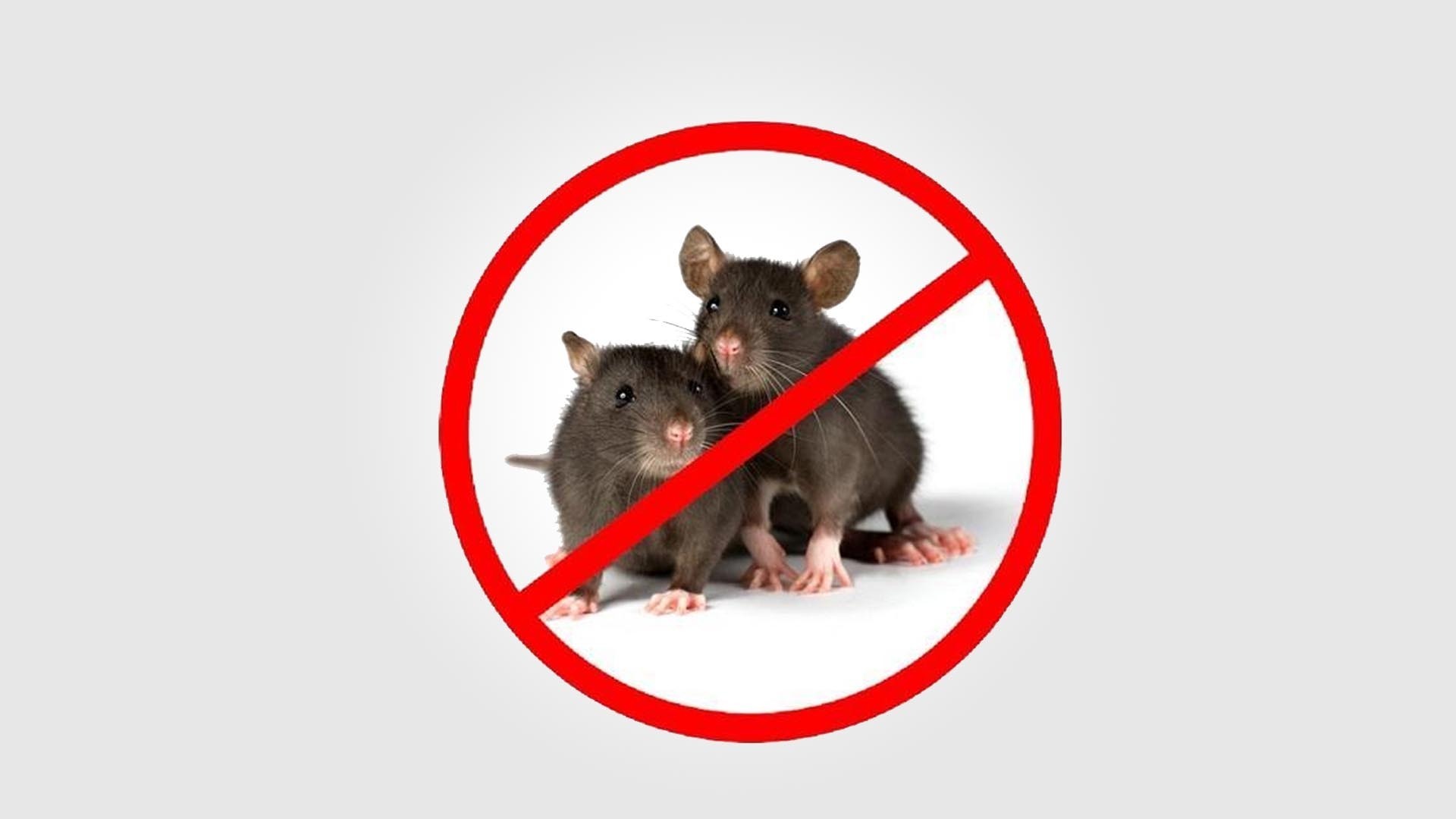 best rodent control services in dhaka