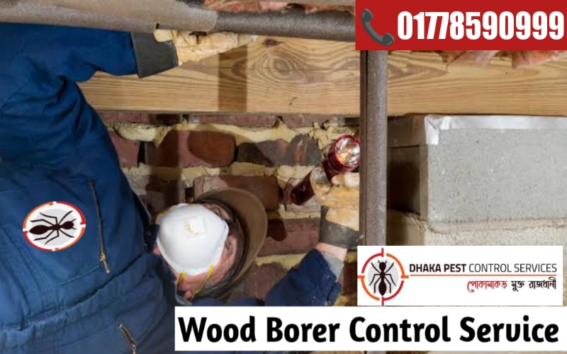 wood borer control