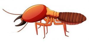termites control